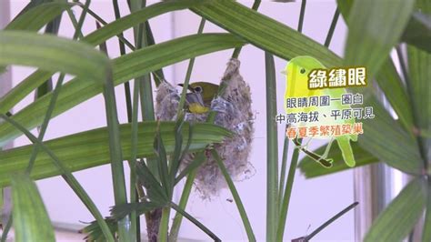 綠繡眼 築巢|野鳥庭前築巢 預示居家風水好兆頭 